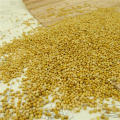 Chinese Glutinous White broom corn millet,2012 new crop